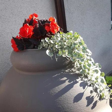 Goscinne Akacja Resko